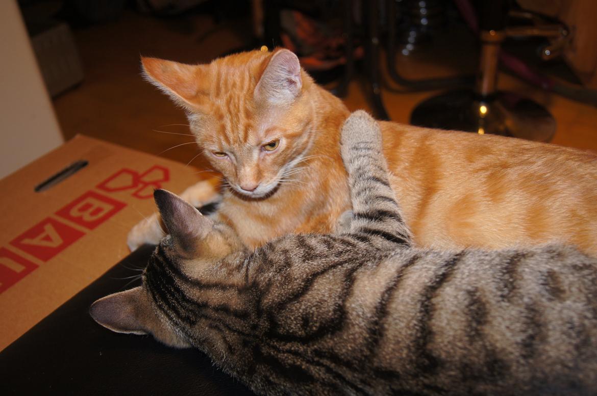 Huskat Felix Rex (himmelkat) - 21 uger.
Felix og Mads. 
 billede 17