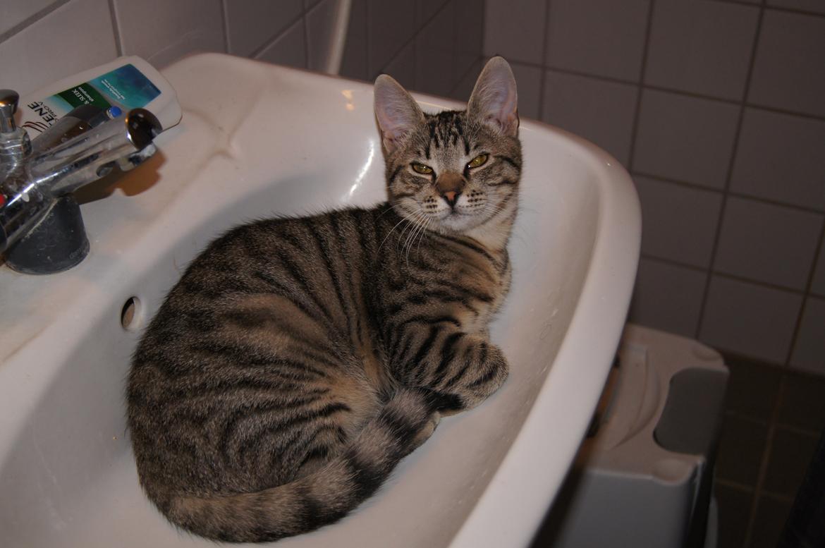 Huskat Felix Rex (himmelkat) - 21 uger. 
Han elsker at ligge i håndvasken! billede 18