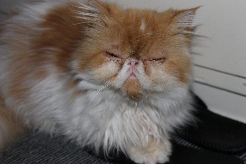 Perser DK La Boolé's Gizmo <3 - :D <3 billede 2