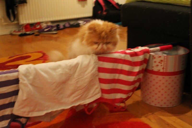 Perser DK La Boolé's Gizmo <3 - Det er du sq go' til Gizze :) billede 4