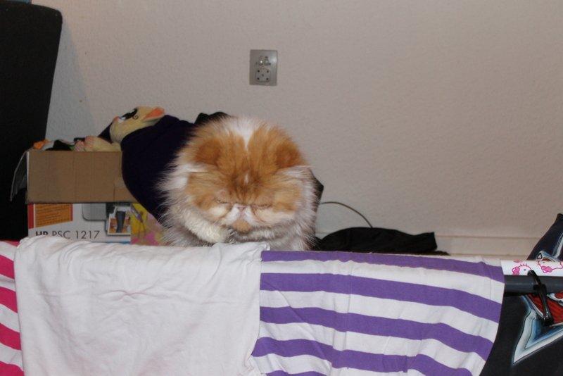 Perser DK La Boolé's Gizmo <3 - Så Springer Vi :) (Han sprang Ret højt :) billede 3