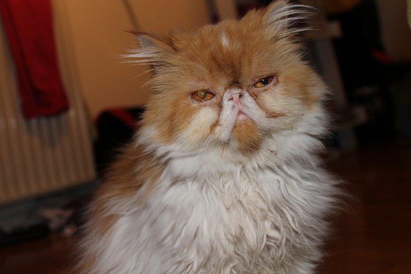 Perser DK La Boolé's Gizmo <3 - Velkommen til Gizmo's Profil :) billede 1