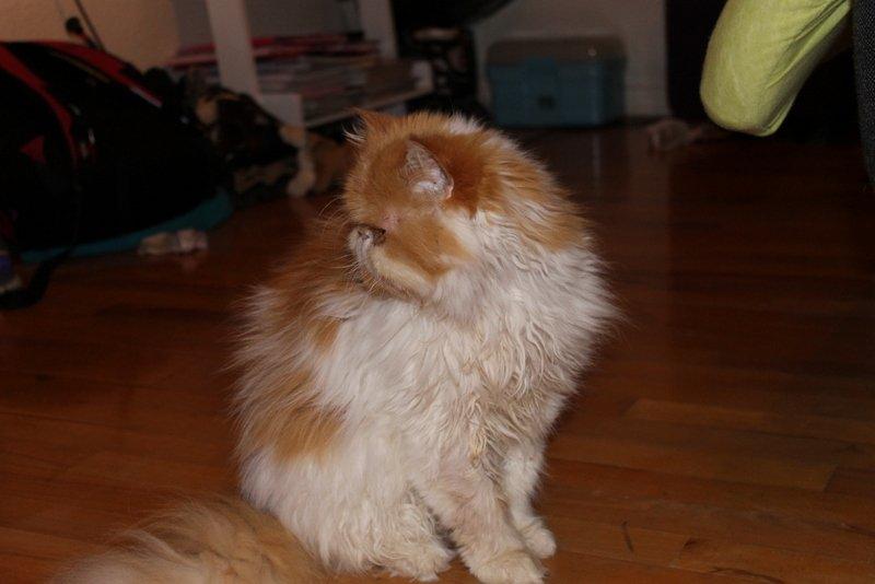 Perser DK La Boolé's Gizmo <3 - Smukke dig :P billede 6