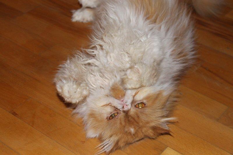 Perser DK La Boolé's Gizmo <3 billede 5