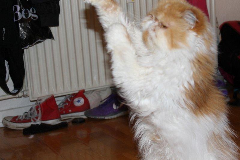 Perser DK La Boolé's Gizmo <3 - Så er man bar' legesyg :) billede 7