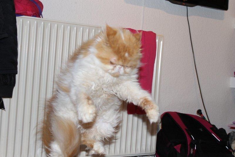 Perser DK La Boolé's Gizmo <3 - Haha... SÅ er Gizze Rigtig Legesyg :) billede 8