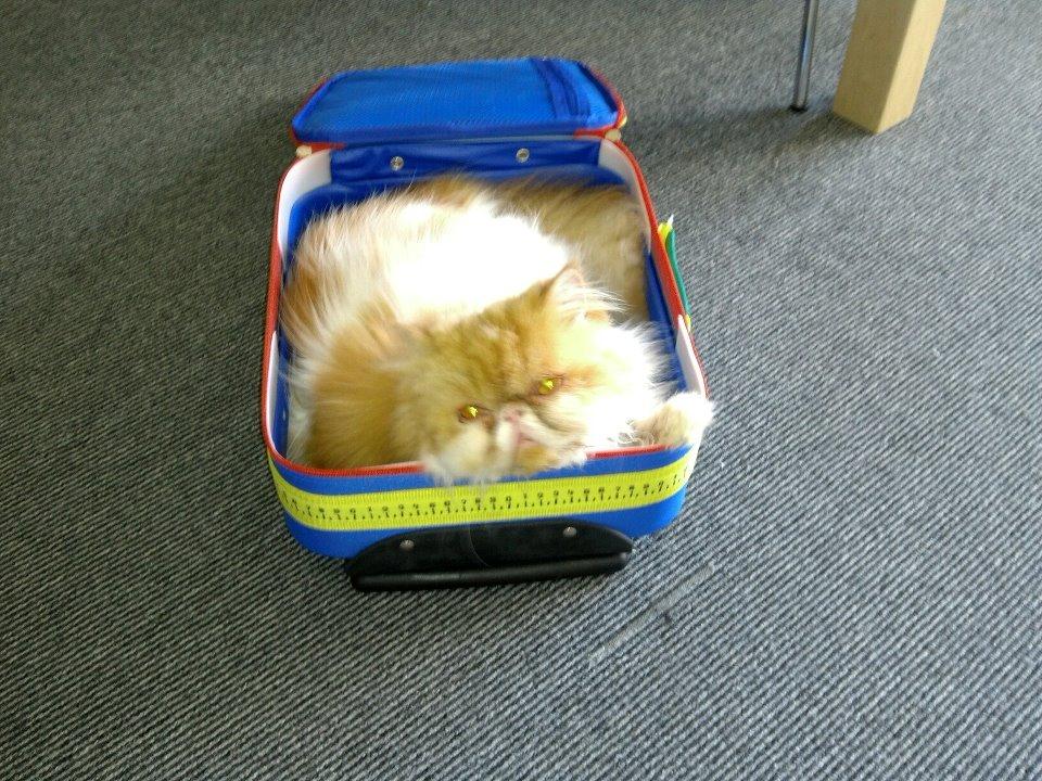 Perser DK La Boolé's Gizmo <3 - Så vil Gizze ud og Rejse :) billede 9