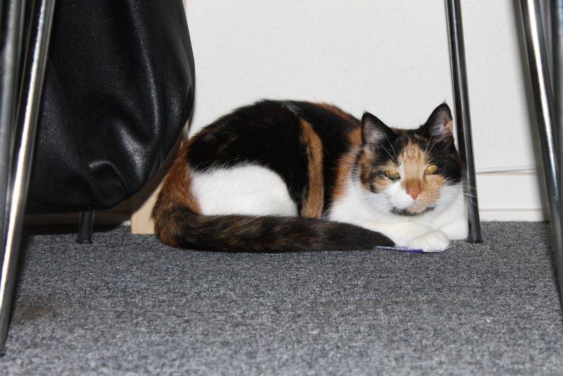 Blanding af racer Freja - Velkommen til Freja's profil :D billede 1