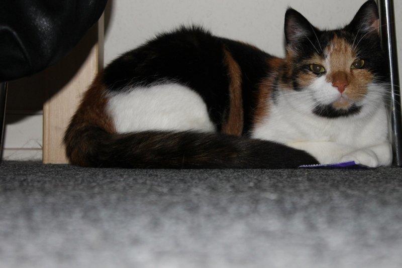 Blanding af racer Freja billede 5