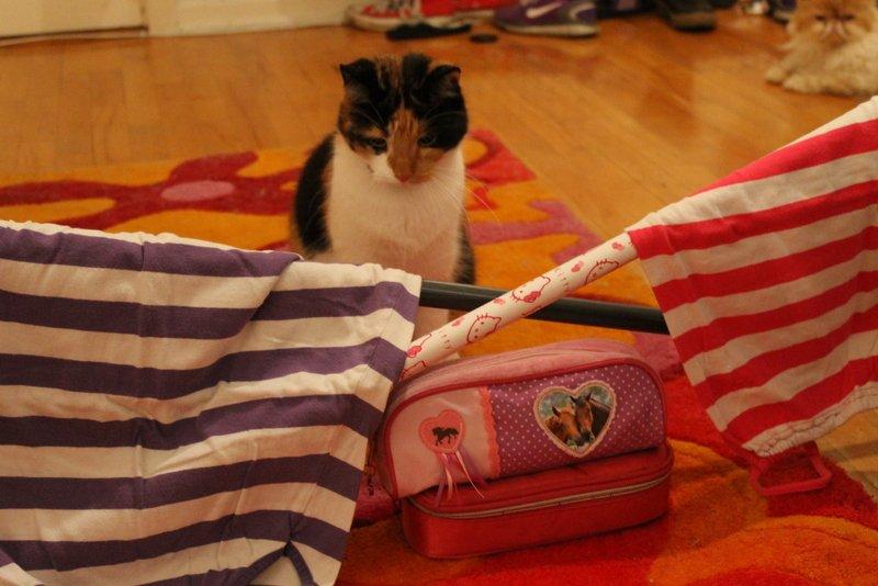 Blanding af racer Freja - Jeg gider ikke og springe :D billede 3