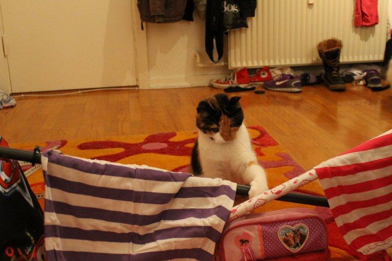 Blanding af racer Freja billede 4