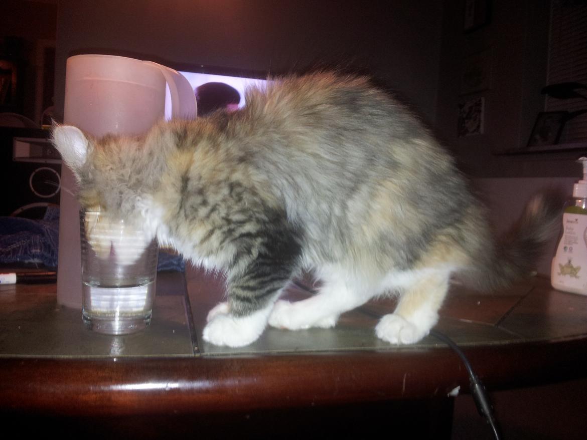 Maine Coon Fnuggi Tidl. kat billede 2