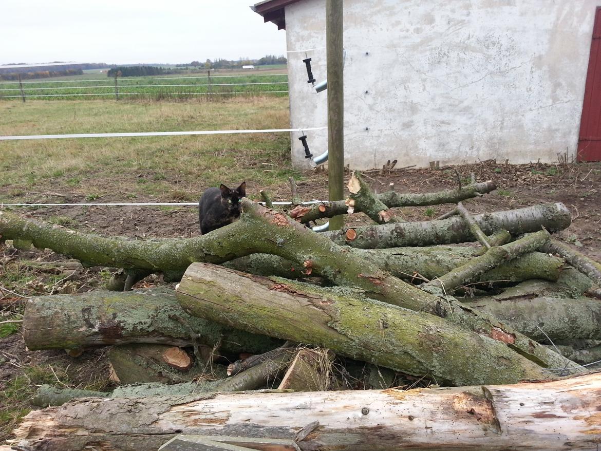 Huskat Hexia de trix billede 6