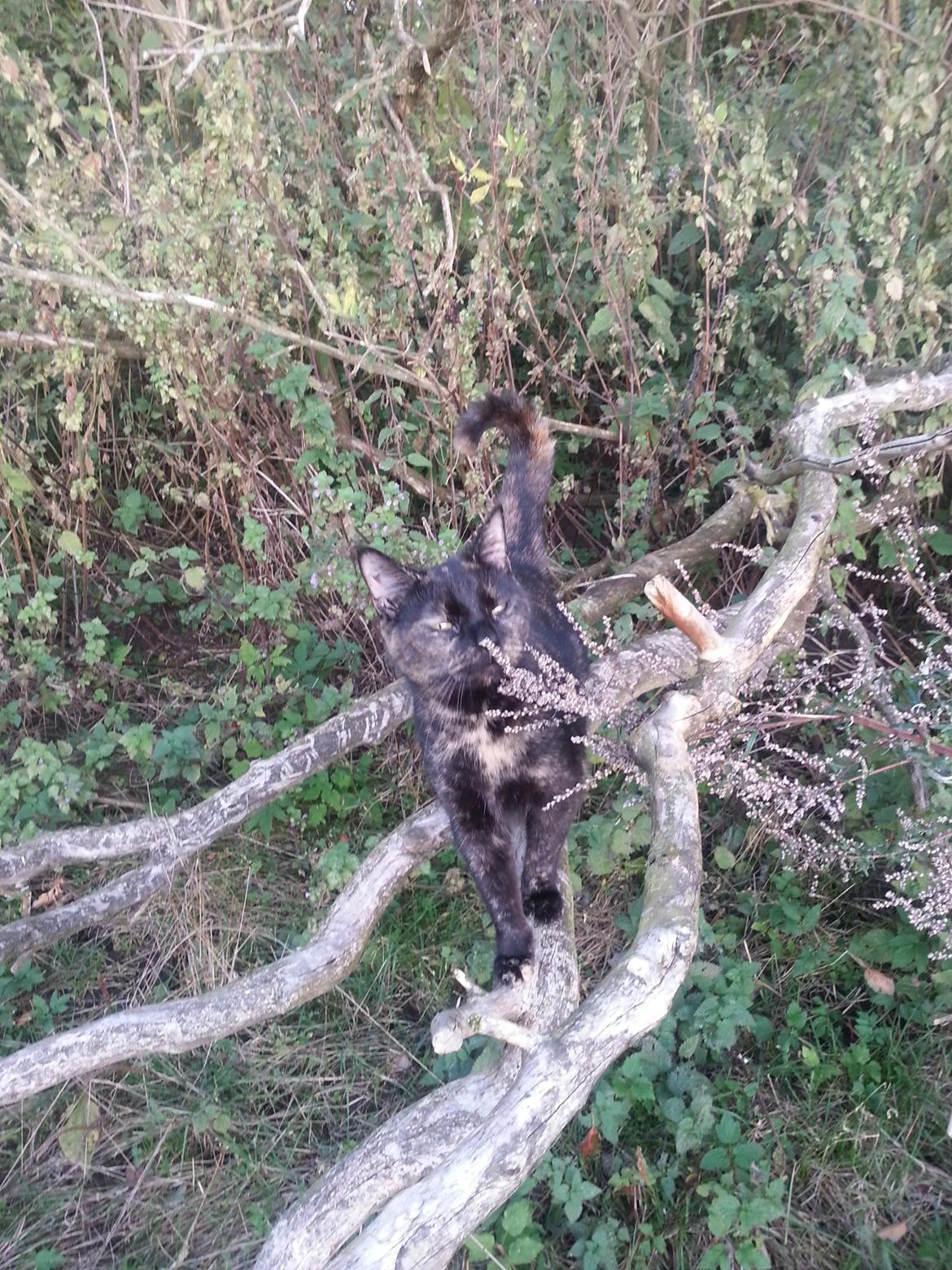 Huskat Hexia de trix - Velkommen til Hexias profil . kom gerne med en bedømmelse og hilsen;) billede 1