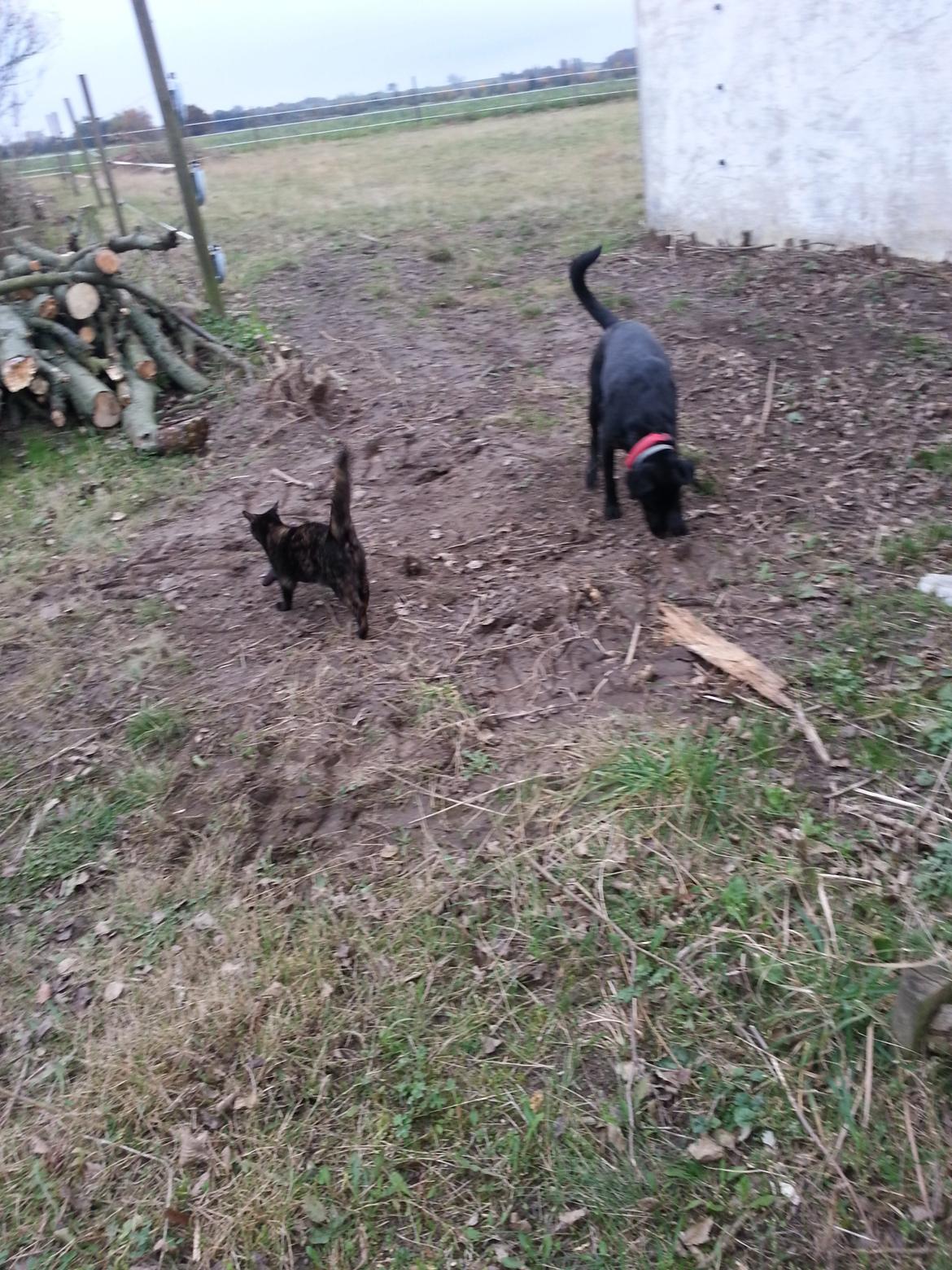 Huskat Hexia de trix billede 8