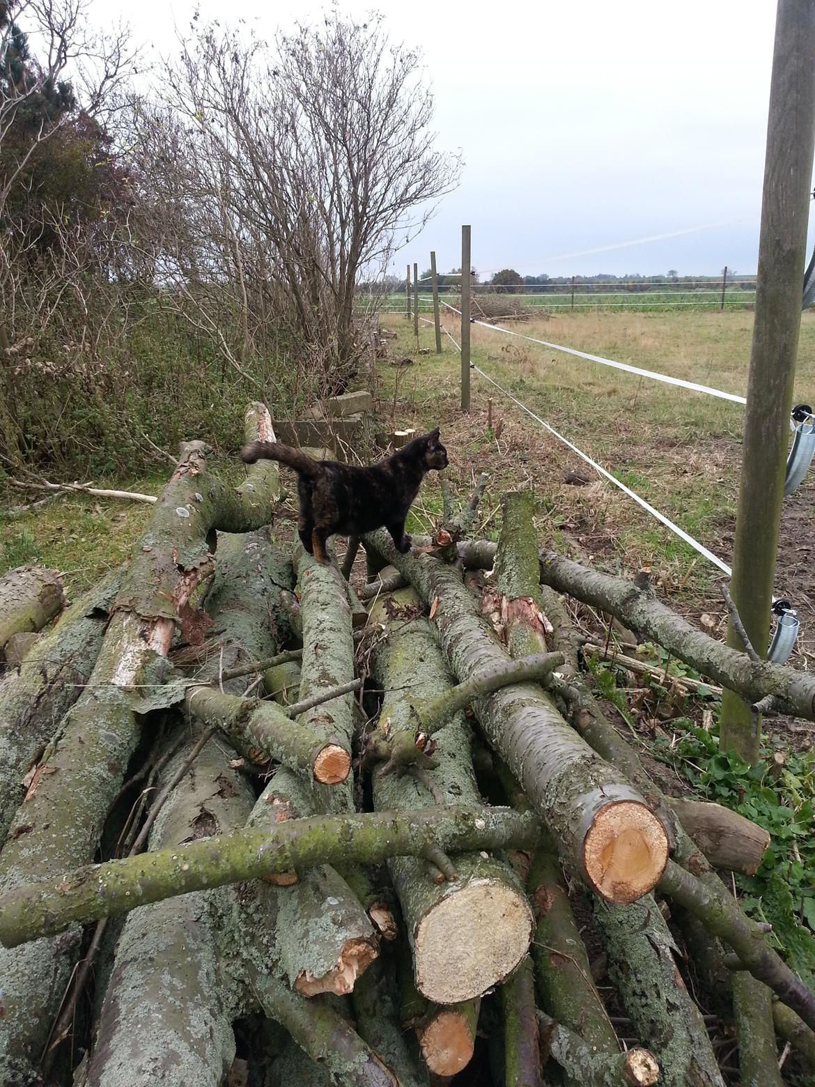 Huskat Hexia de trix billede 9