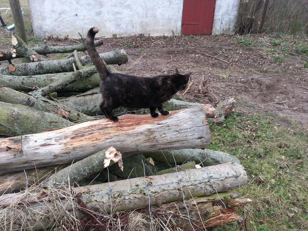 Huskat Hexia de trix billede 10