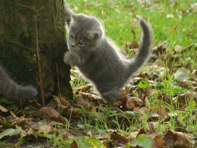 Huskat Ooops! A Minnie Girl *SOLGT* billede 2