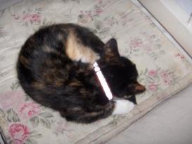 Huskat Tippi (Mormis) [Himmelkat] billede 10