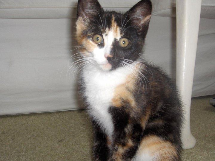 Huskat Tippi (Mormis) [Himmelkat] billede 4