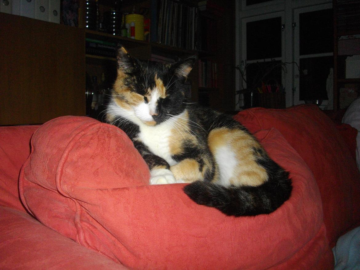 Huskat Tippi (Mormis) [Himmelkat] billede 17