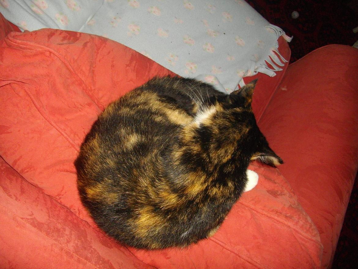 Huskat Tippi (Mormis) [Himmelkat] billede 18