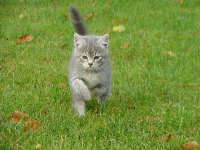 Huskat Ooops! A Grey Tiger Boy billede 1