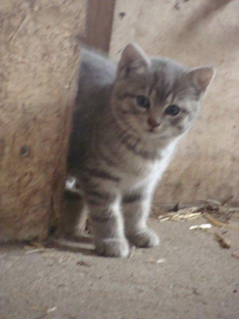 Huskat Ooops! A Grey Tiger Boy billede 13