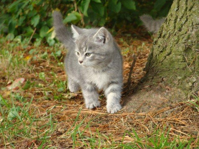 Huskat Ooops! A Grey Tiger Boy billede 14