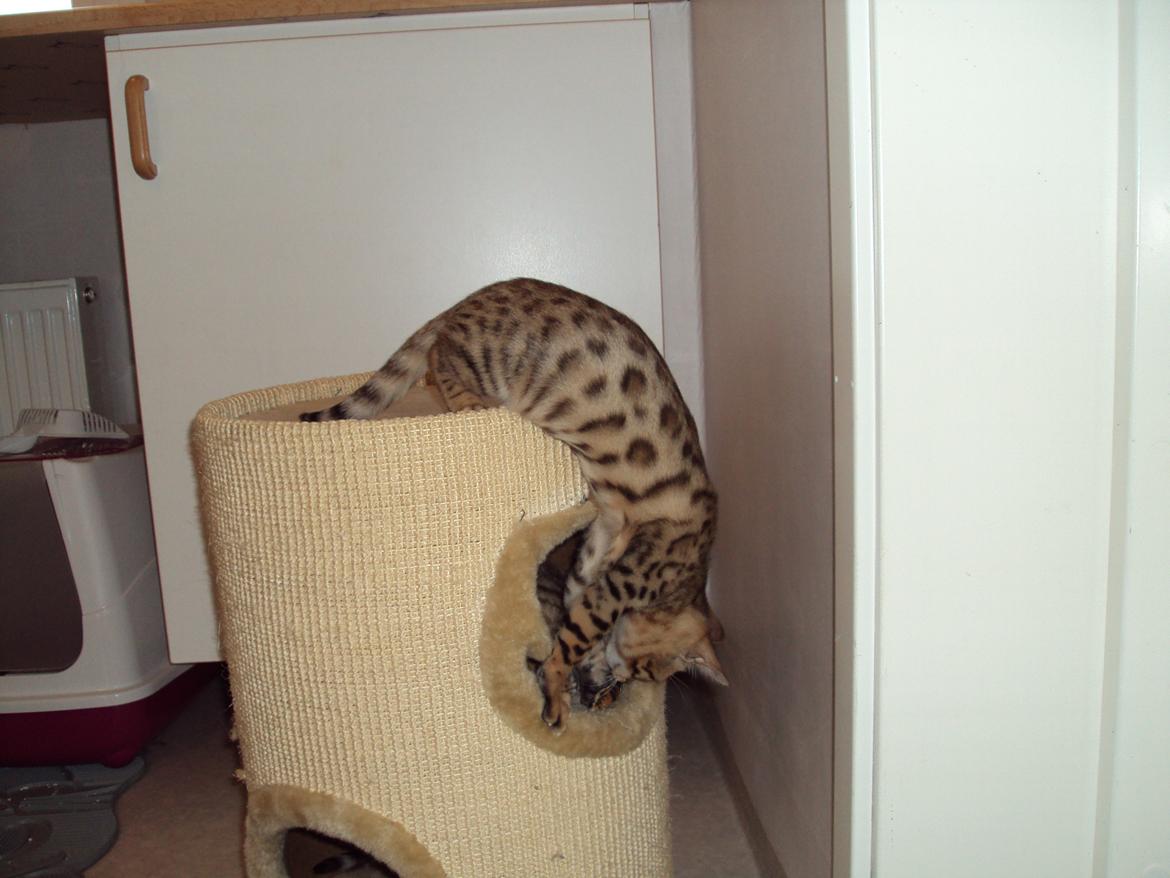 Bengal Wild - Diamond. Sheeva of Sahara billede 7