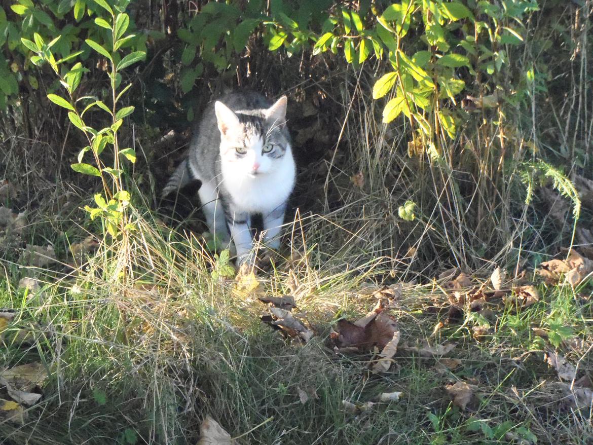 Blanding af racer Mis billede 1