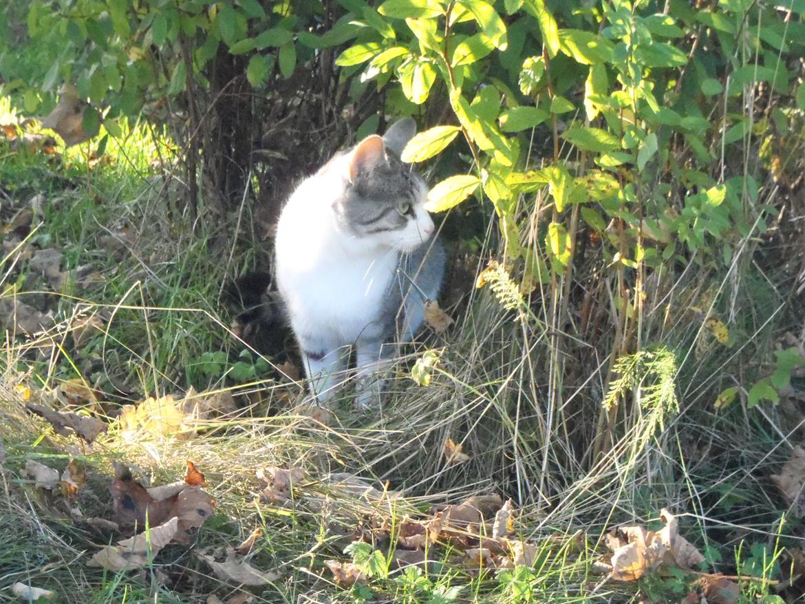 Blanding af racer Mis billede 2