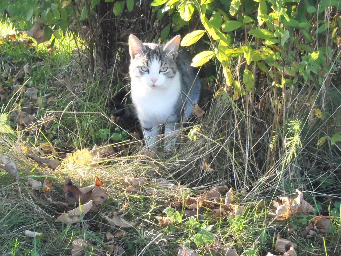 Blanding af racer Mis billede 3