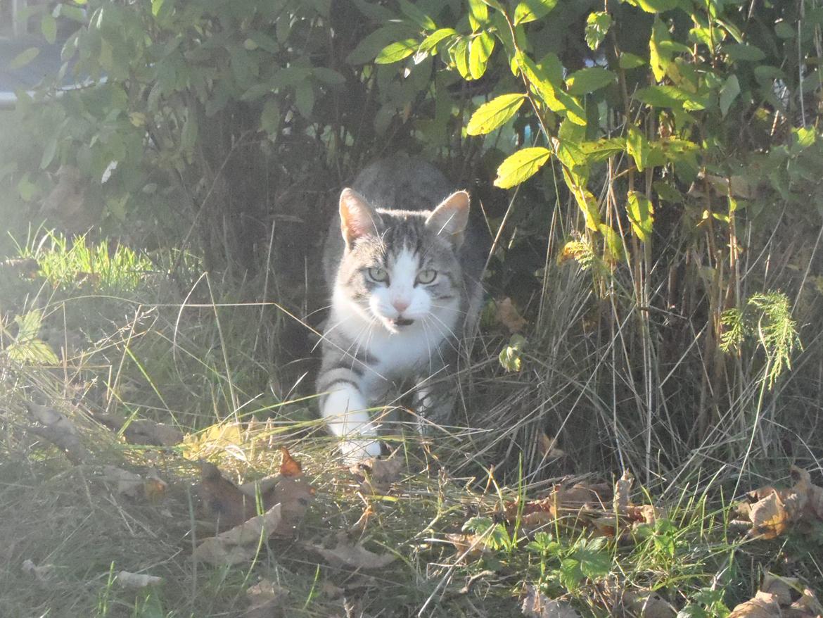 Blanding af racer Mis billede 4