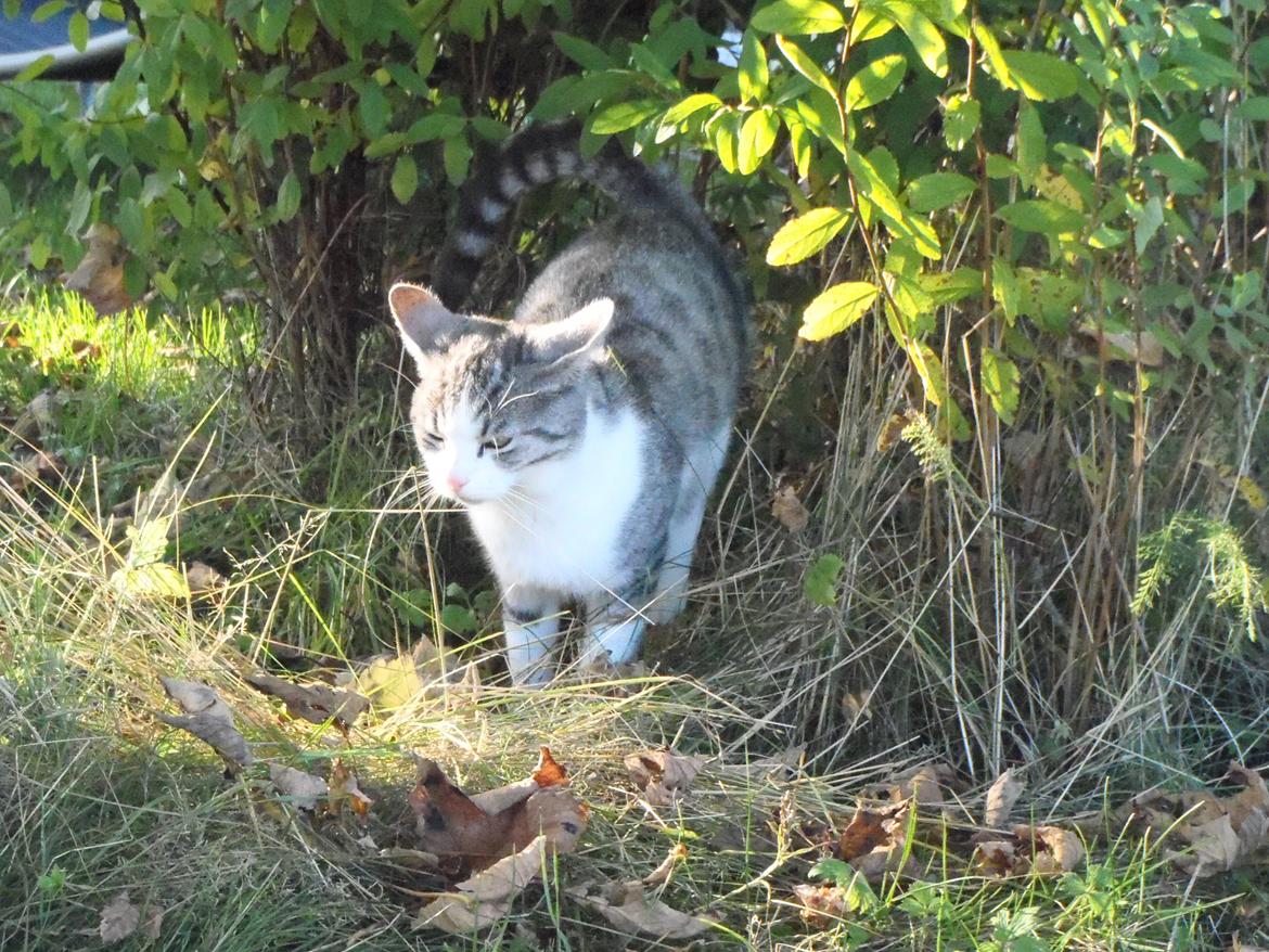 Blanding af racer Mis billede 5