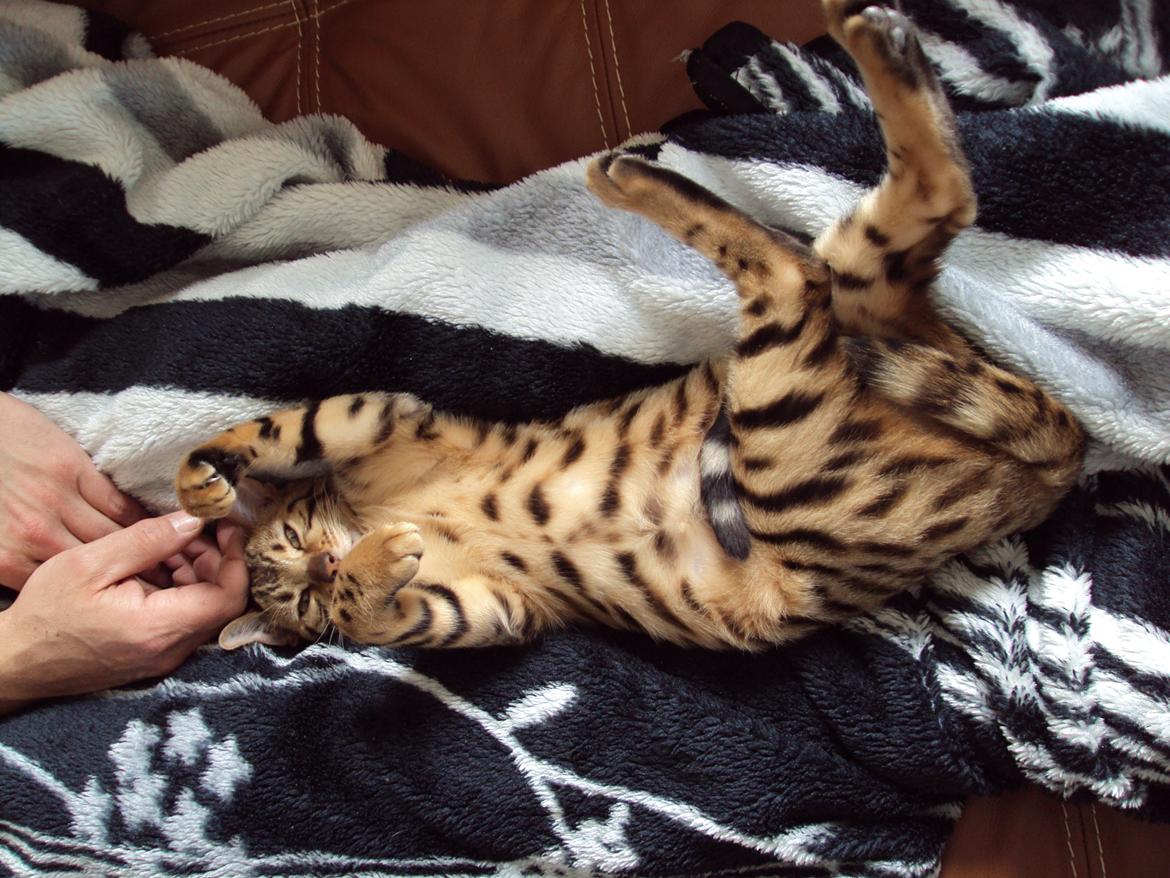 Bengal Wild - Diamond. Sheeva of Sahara billede 8