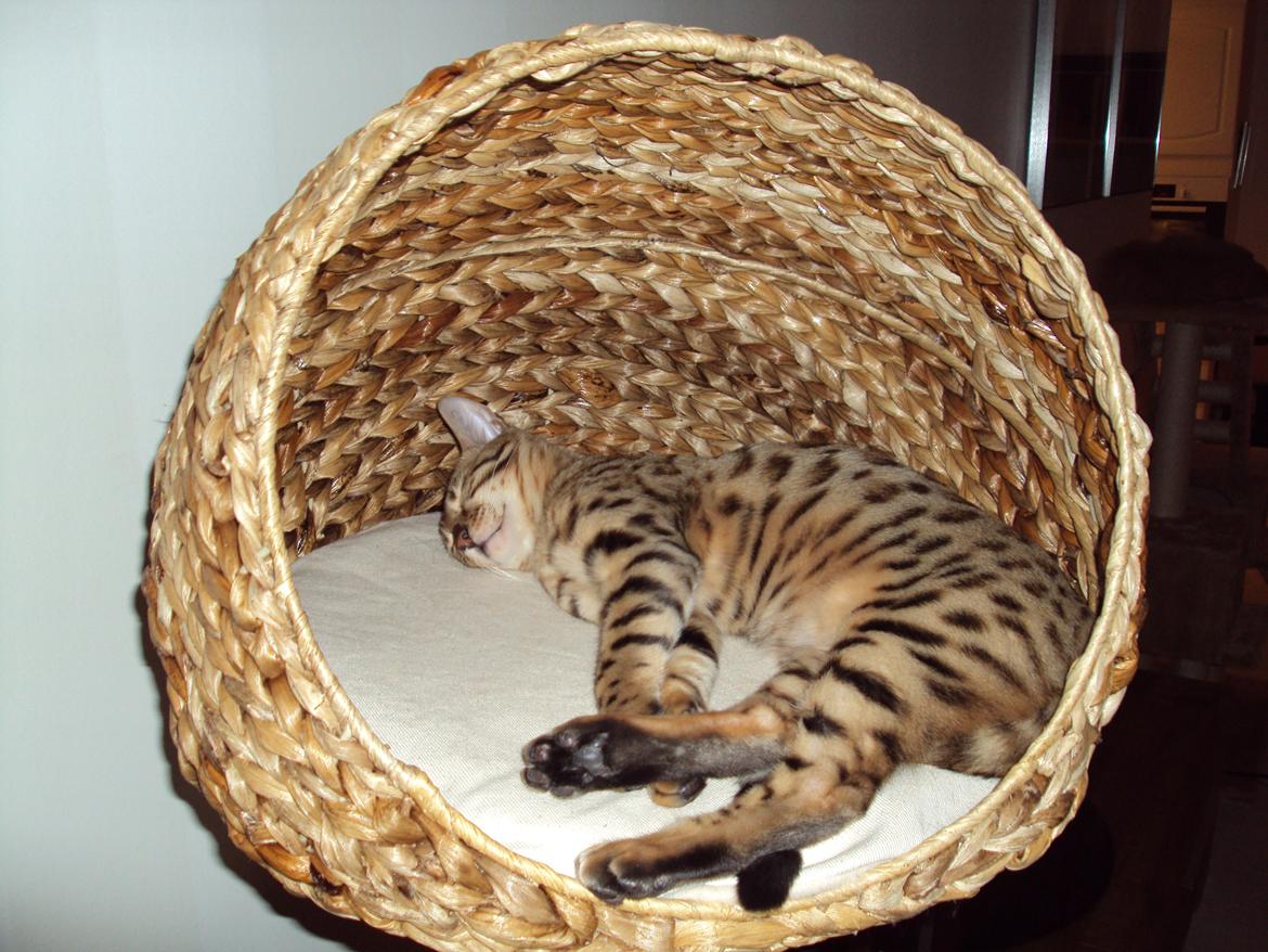 Bengal Wild - Diamond. Sheeva of Sahara billede 9