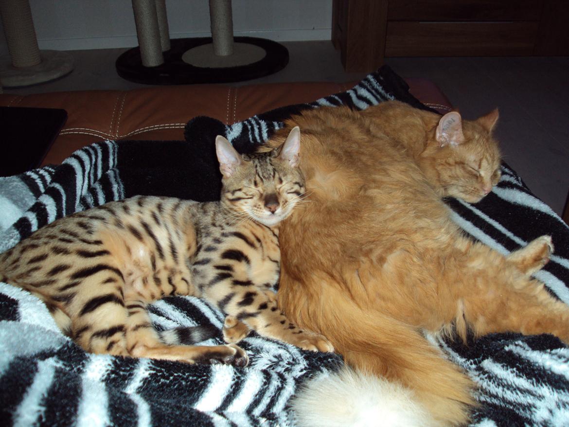 Bengal Wild - Diamond. Sheeva of Sahara billede 10