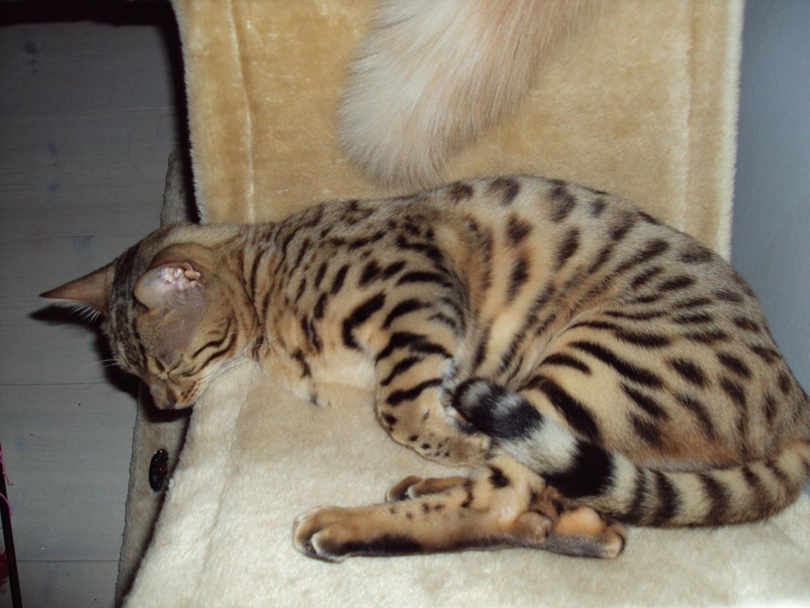 Bengal Wild - Diamond. Sheeva of Sahara billede 11