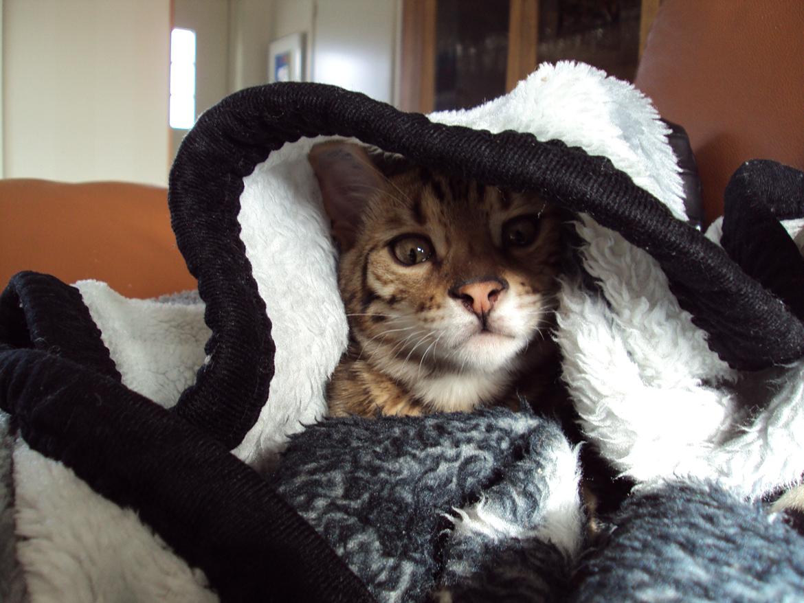 Bengal Wild - Diamond. Captain of Cuba billede 7