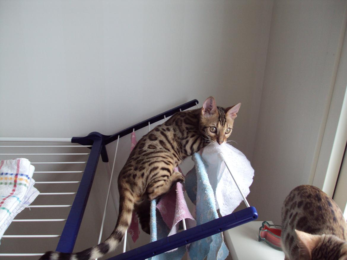 Bengal Wild - Diamond. Captain of Cuba billede 8