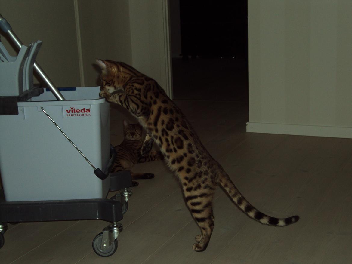 Bengal Wild - Diamond. Captain of Cuba billede 9