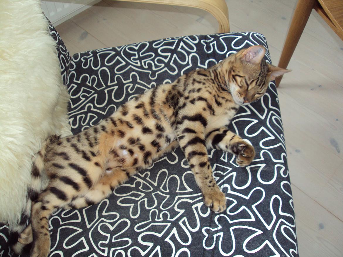 Bengal Wild - Diamond. Captain of Cuba billede 10