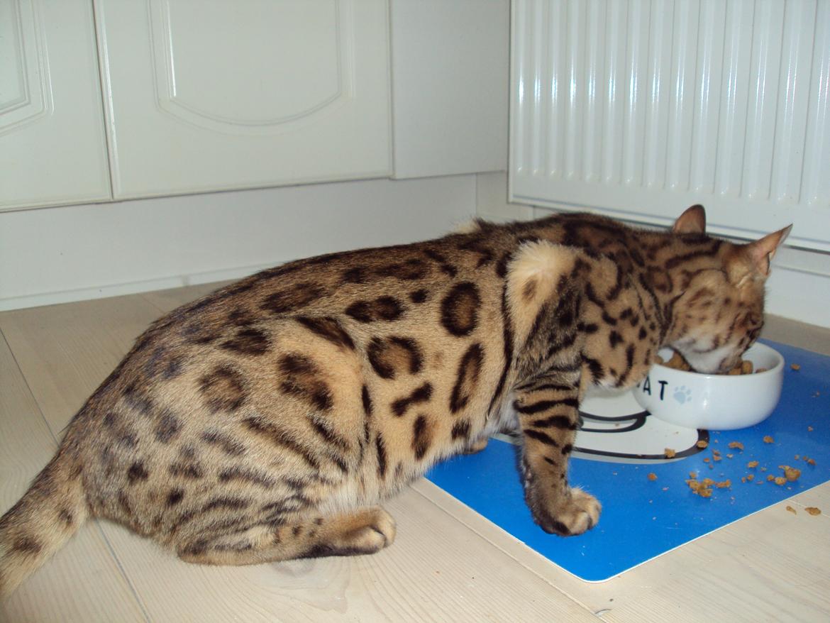 Bengal Wild - Diamond. Captain of Cuba billede 11