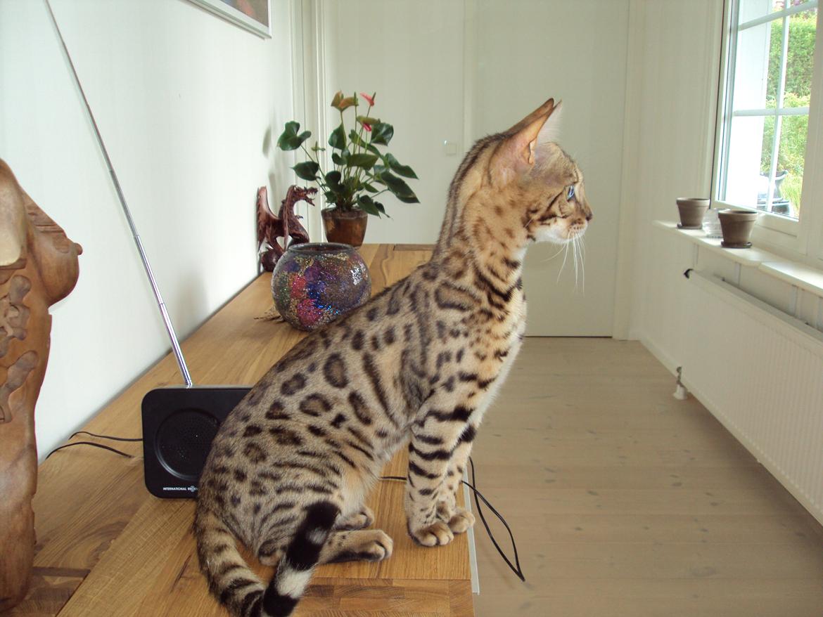 Bengal Wild - Diamond. Captain of Cuba billede 12