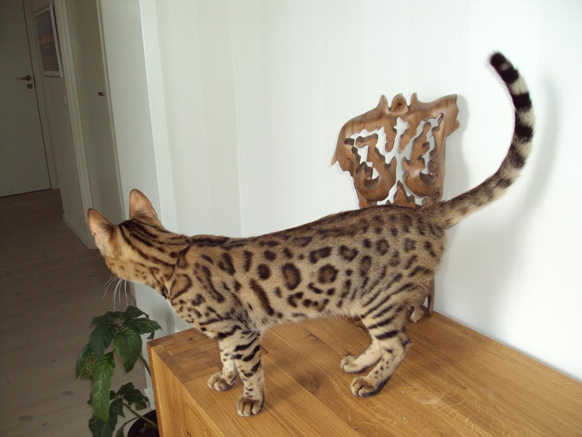 Bengal Wild - Diamond. Captain of Cuba billede 13