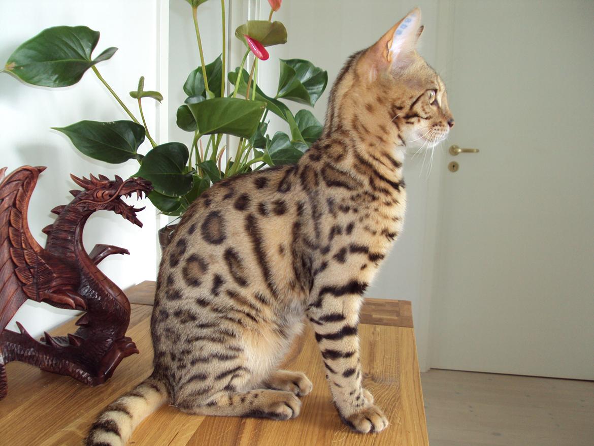 Bengal Wild - Diamond. Captain of Cuba billede 14
