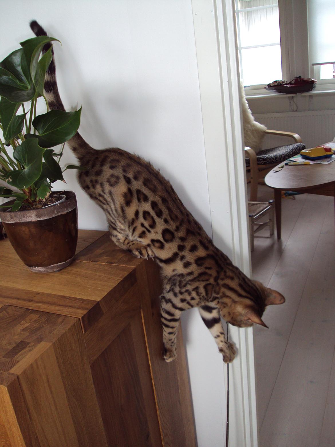 Bengal Wild - Diamond. Captain of Cuba billede 15