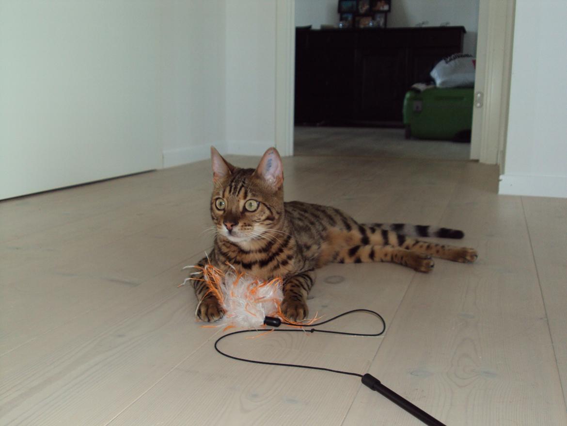 Bengal Wild - Diamond. Captain of Cuba billede 16