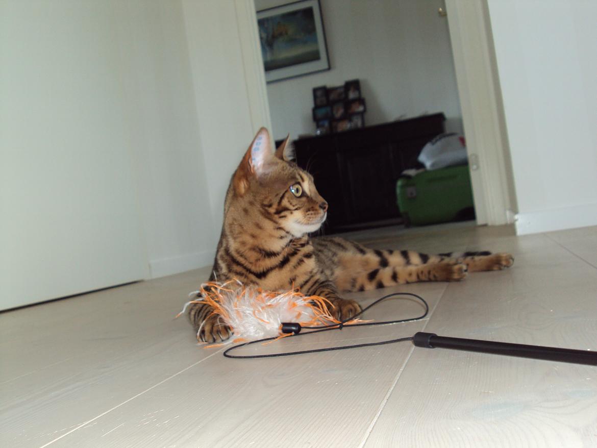 Bengal Wild - Diamond. Captain of Cuba billede 17